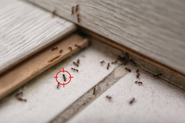 Pest Prevention Services in Mescal, AZ