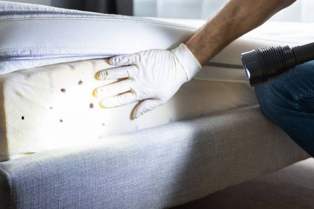 Best Mosquito Control Services  in Mescal, AZ