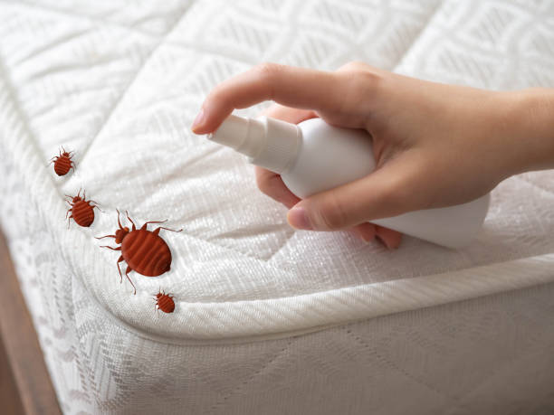 Best Local Pest Control Services  in Mescal, AZ