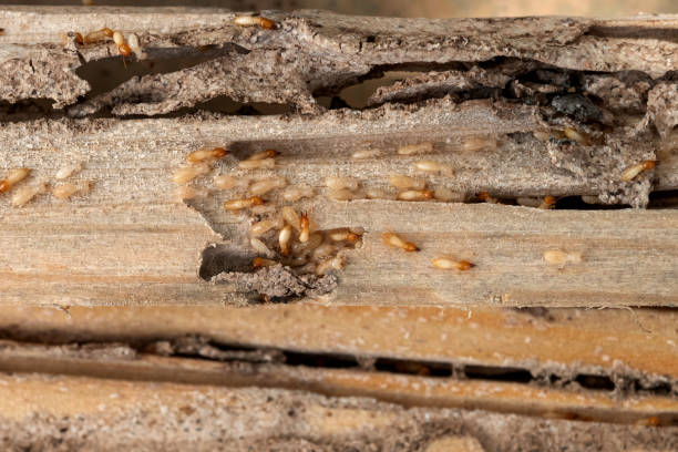 Best Pest Control for Restaurants  in Mescal, AZ